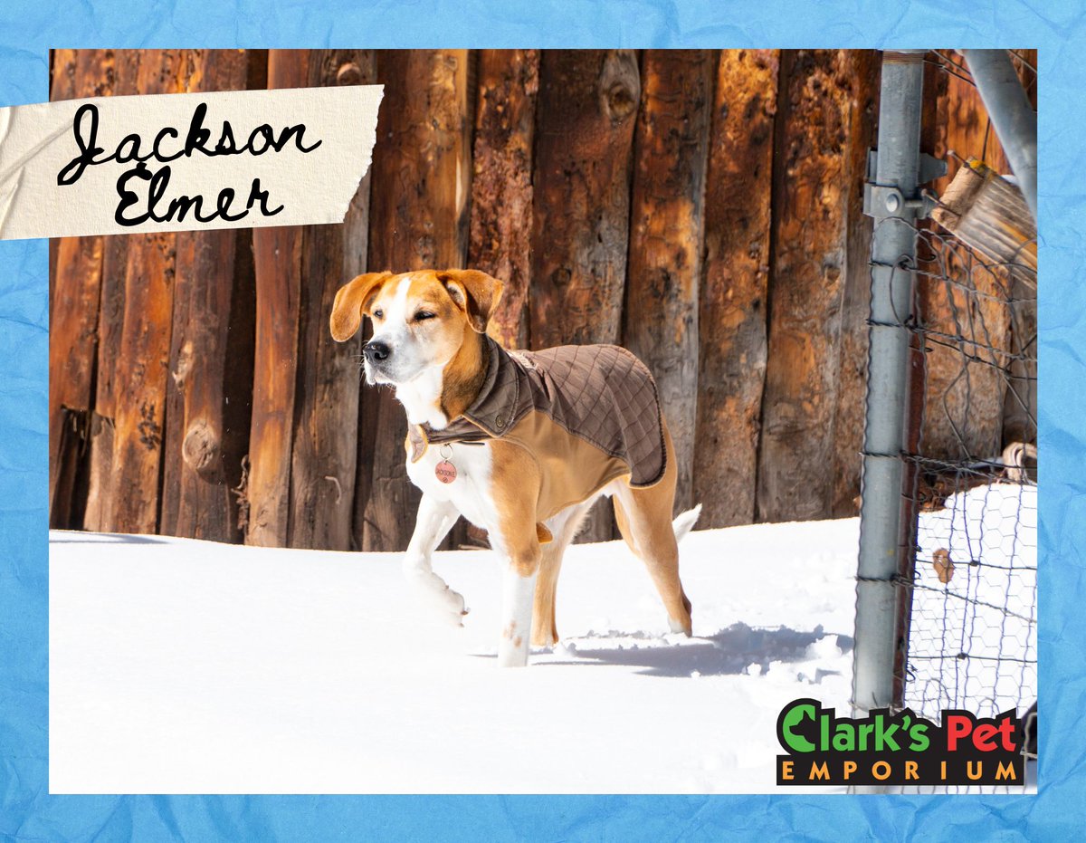 As 2026 is underway, we'd like to shoutout and feature our January calendar selection for 2026!❄️ Congratulations to Jackson Elmer! 🐶 Swing in and pick up your free copy while supplies last! 

#ClarksPets #abqpets #abq #petcalendar