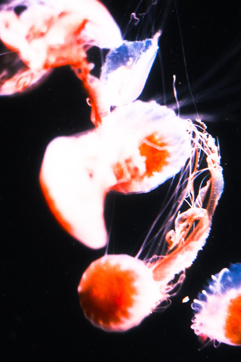 xpitaphe's tweet image. Aucune idée si ça intéresse quelqu'un ici mais voilà des photos de méduses prises à l'aquarium de Paris