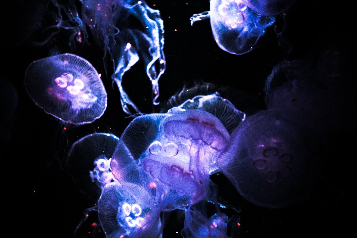 xpitaphe's tweet image. Aucune idée si ça intéresse quelqu'un ici mais voilà des photos de méduses prises à l'aquarium de Paris