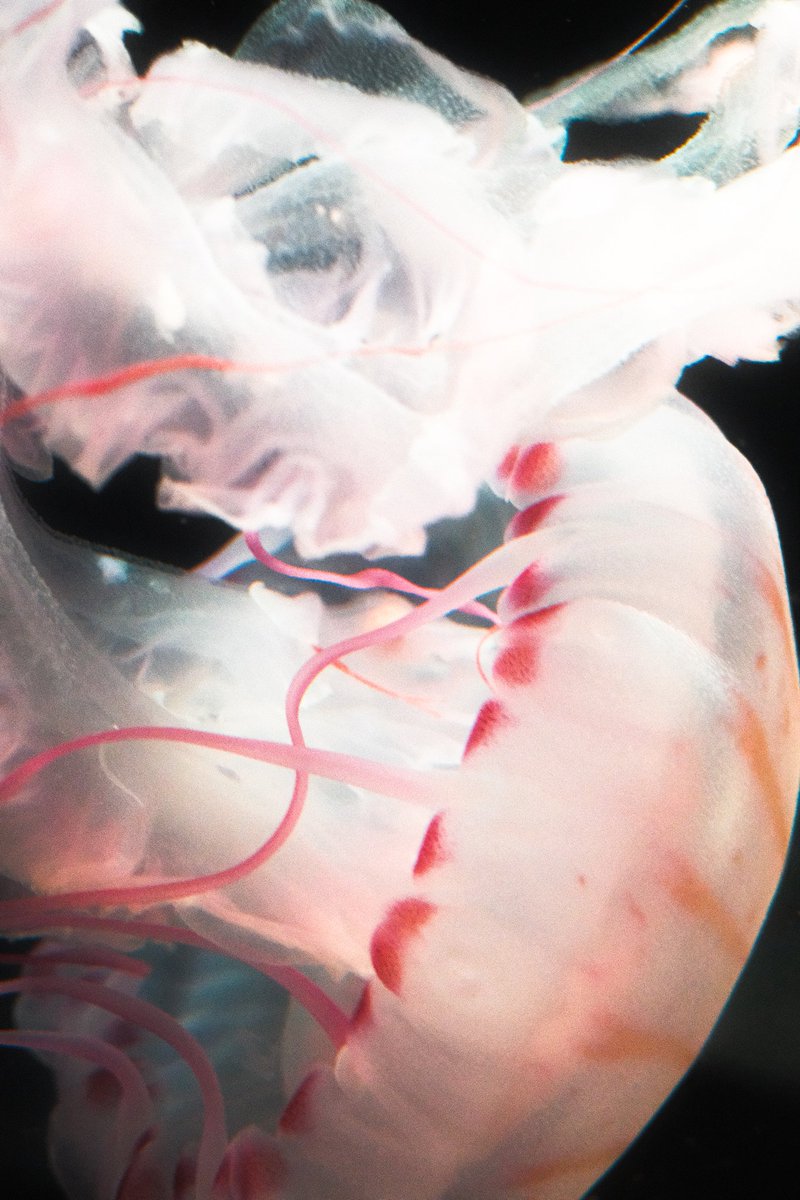 xpitaphe's tweet image. Aucune idée si ça intéresse quelqu'un ici mais voilà des photos de méduses prises à l'aquarium de Paris