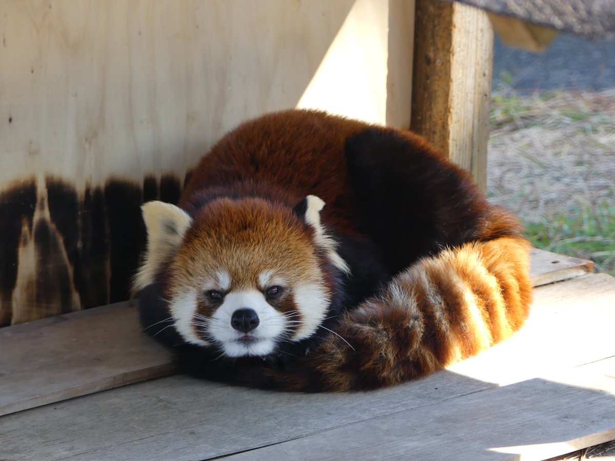 pi-mi (@IkurjbXeYxErUEh) / Posts / X