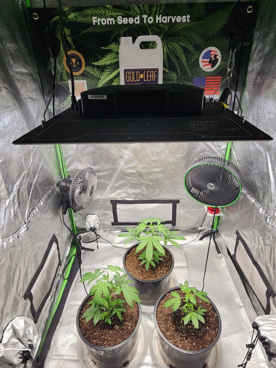 Just topped 2 of my AutoFlowers! ✂️🪴 

420 FastBuds Original Blueberry Autos 
(Day 27 Veg)

I should be able to Top the small girl in 2 days 

Just started Gold Leaf Fertilizer yesterday 😎