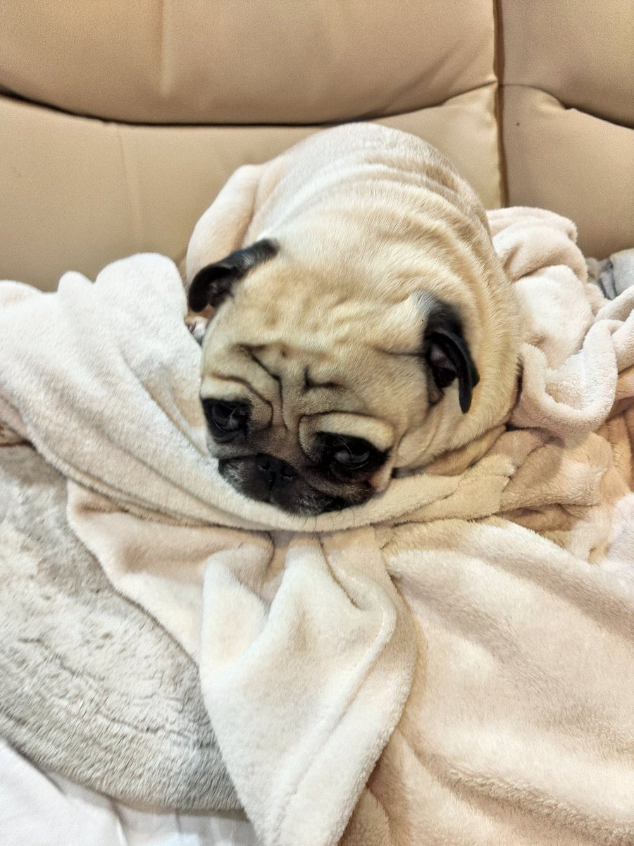 サンちゃんパパなのだ (@tochiyama0531) / Posts / X