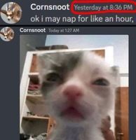 Cool Cat Society (@coolcatsociety) on Twitter photo 