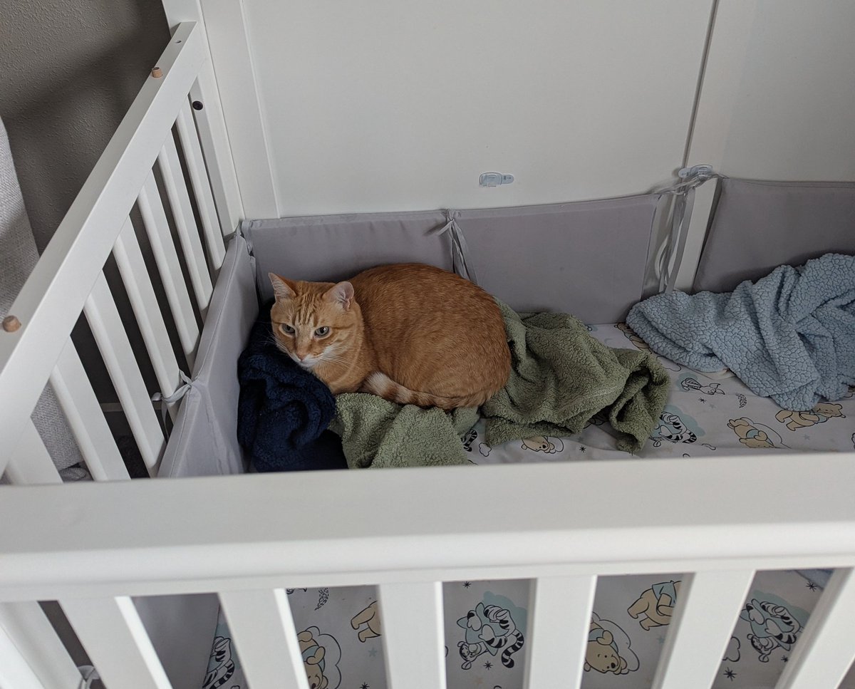 Jack the Cat 🧡🖤 tweet media