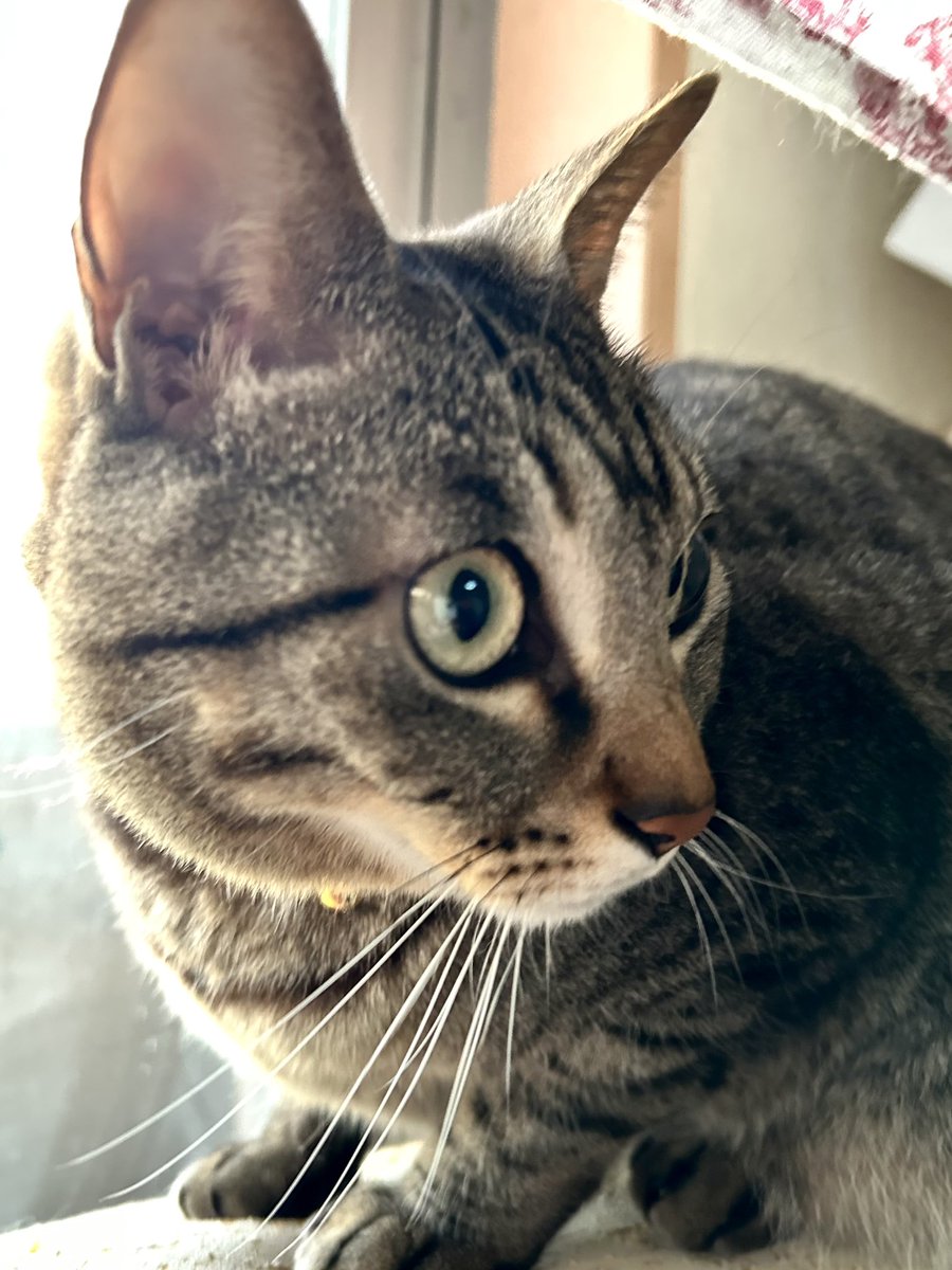 おはようございます☕️

#うちの猫 
#保護猫