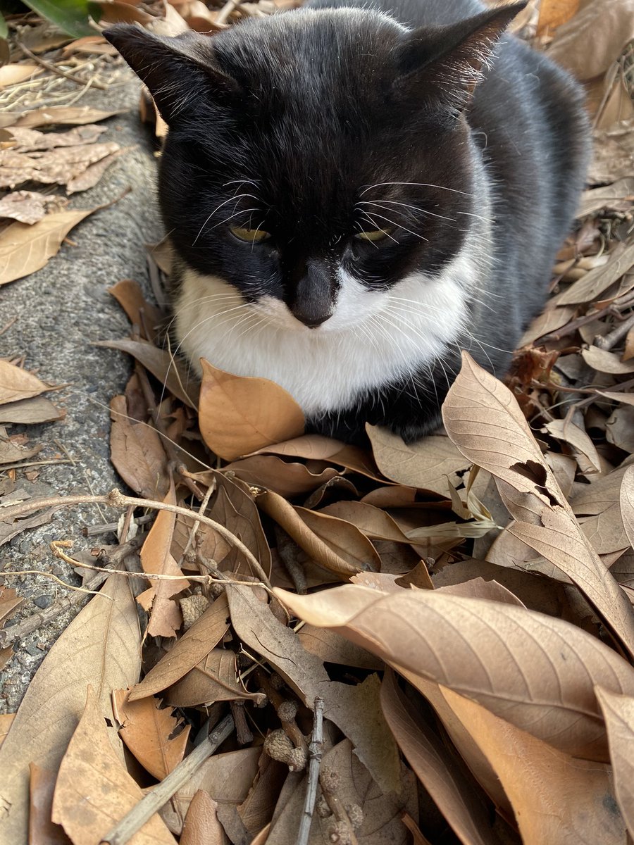 にゃん太郎 (@nyannyan__taro) / Posts / X