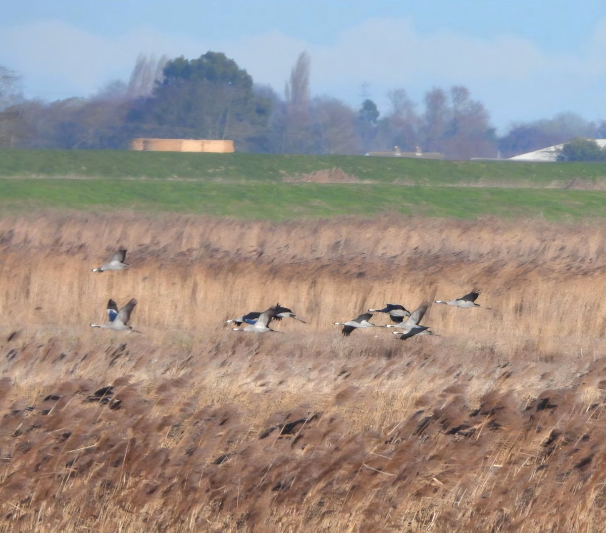 #snowgoose #whoopers #cranes
