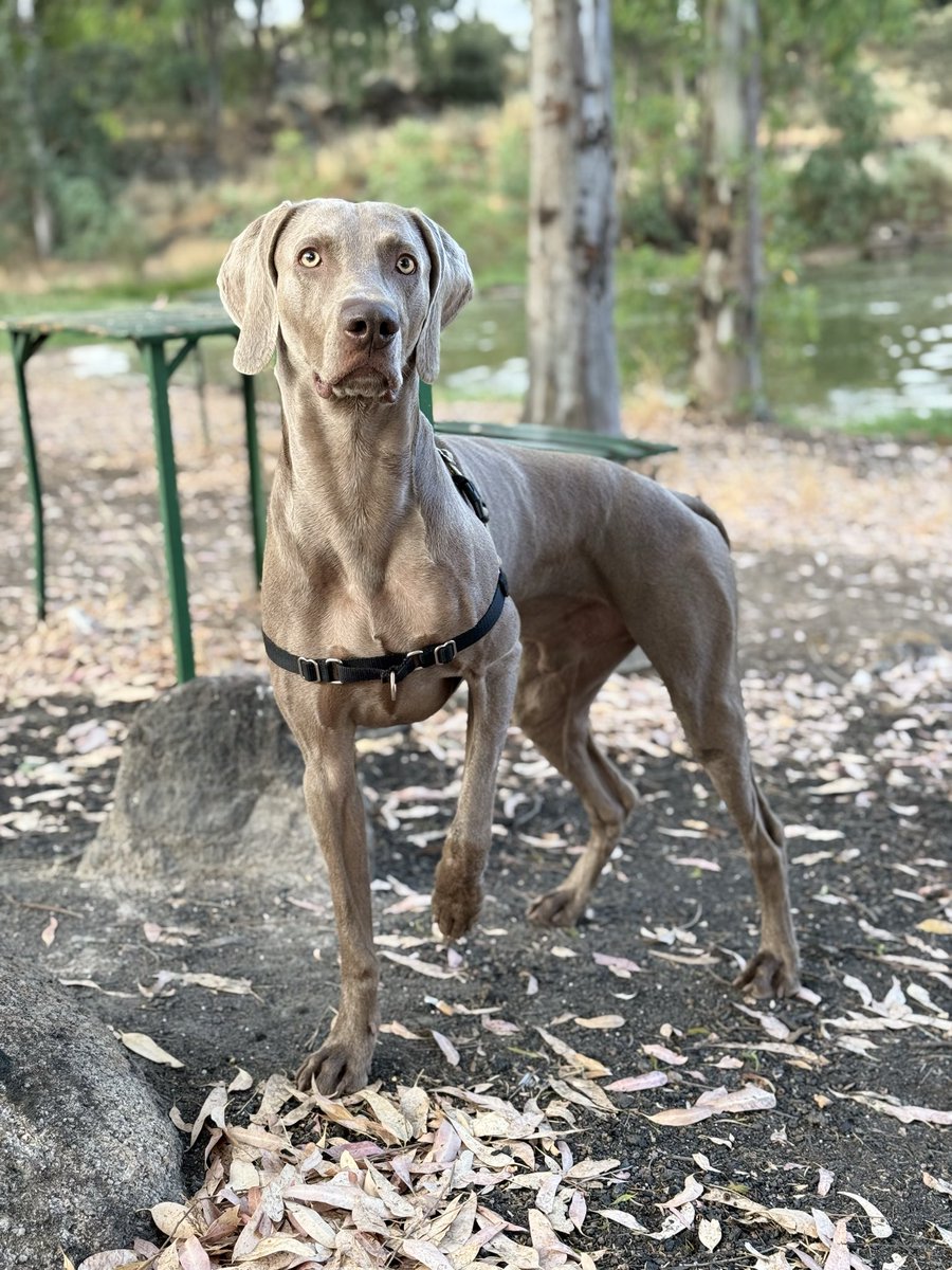 Gracias Cáceres! Gracias a todos los que habéis aportado vuestro granito para encontrar a Goyo! 
No tengo palabras 💚 
Gracias de corazón 🙏