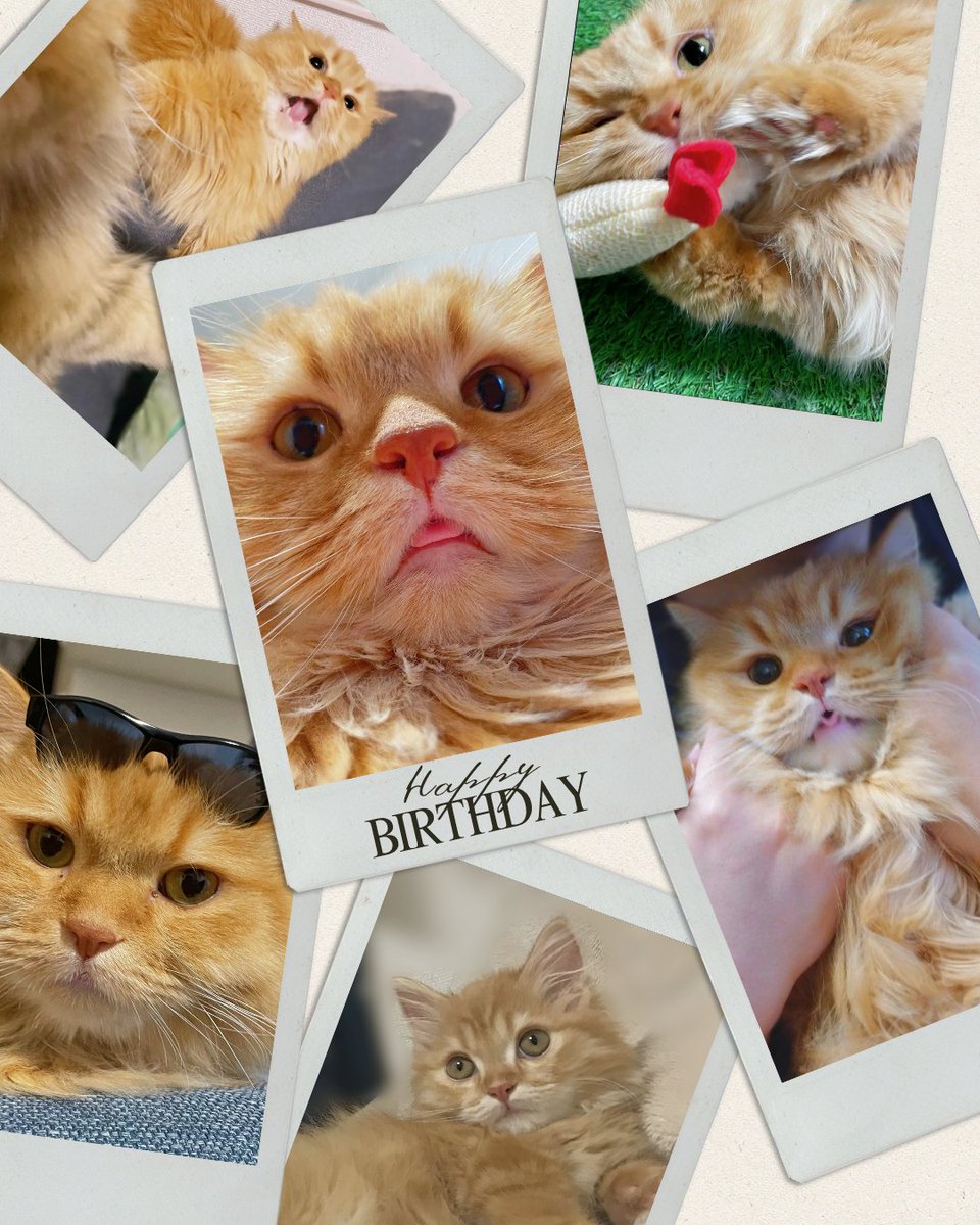 にゃん太郎ちゃん 7歳 お誕生日おめでとうございます