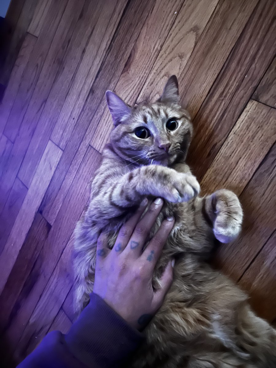 margot 🐀 tweet media