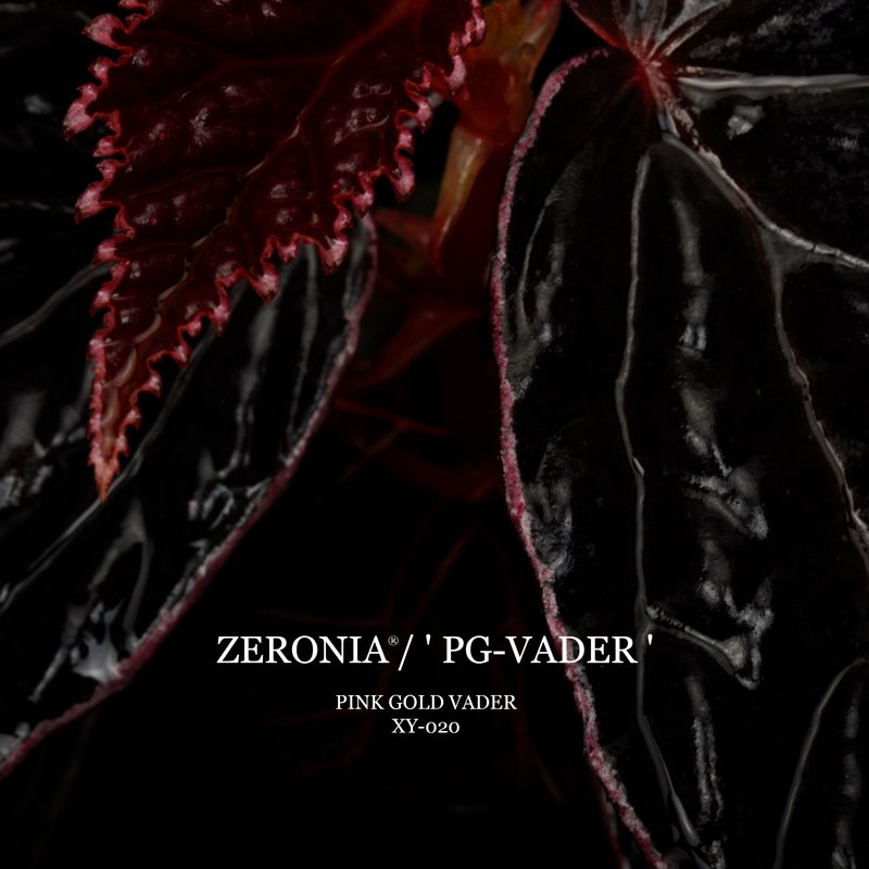 ZEROPLANTS tweet media