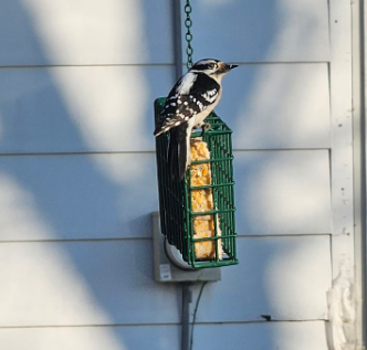caught this lil feller eating apple flavored suet... he is a Downy Woodpecker...