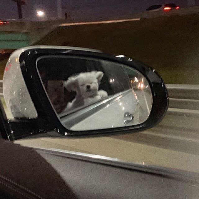 twaniimals's tweet image. 