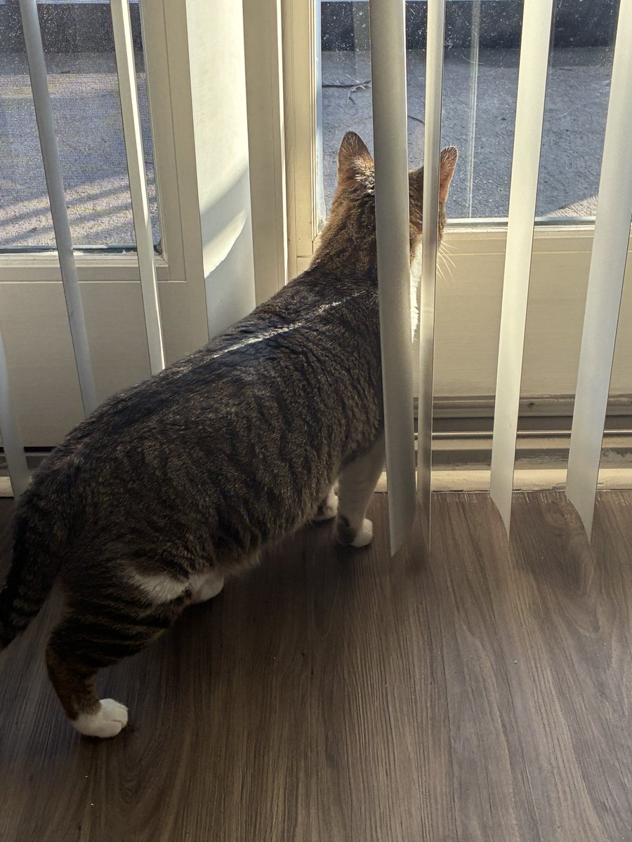 RhodeLessIsland's tweet image. Adopted a sweet handsome boy from the shelter.