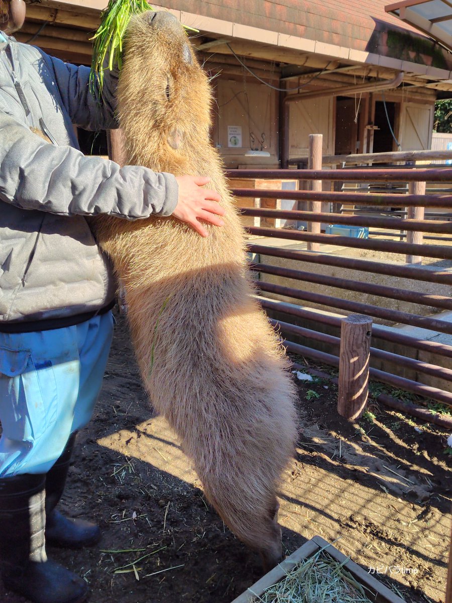 おはようございます。
代番さんとも 仲良し🌿
