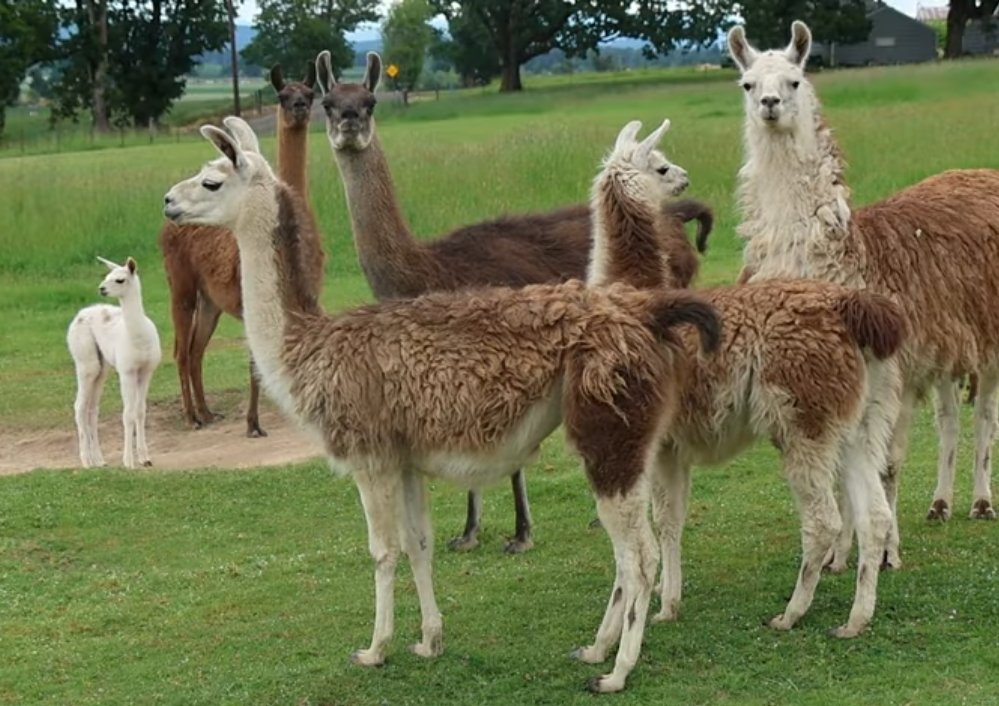 Fleur_Colette's tweet photo. @Appalachiabees This is a still shot from Shawn Woods' latest video. He's going to be trying different meals, including Llamas.  

Spicy Friday is about to take on a whole other meaning.  Drama Llama go - RUN! https://t.co/LPQnMYkE9j