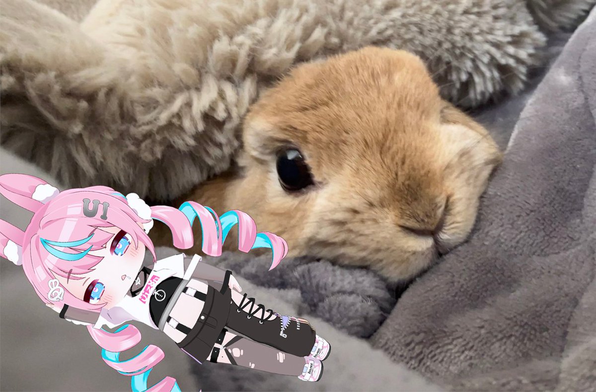 うさぎちゃん うさぎのうい🐰 (@8bunme_yyu) / Highlights / X