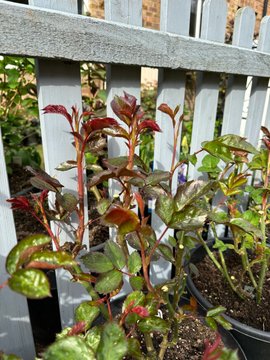 Arya4523's tweet photo. Let's plant a garden full of winter colors together! https://t.co/7IZoinysim