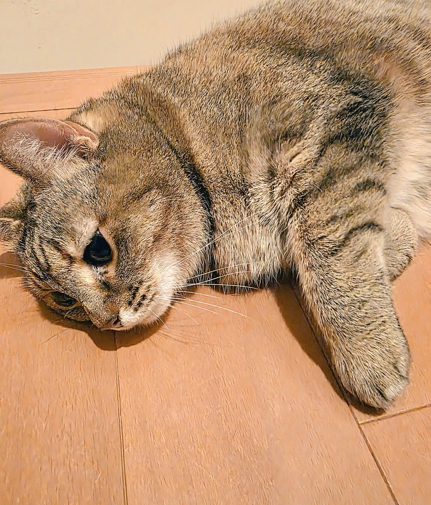 みーちゃん (@pon3767) / Posts / X