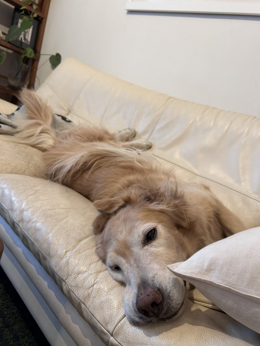 おはよよよ〜☀️
ずっと私とパパの間で寝てて、起きたら今度はリビングのソファーで2度寝してるゆいゆい。ゆいは子犬の頃からお寝坊さん♡