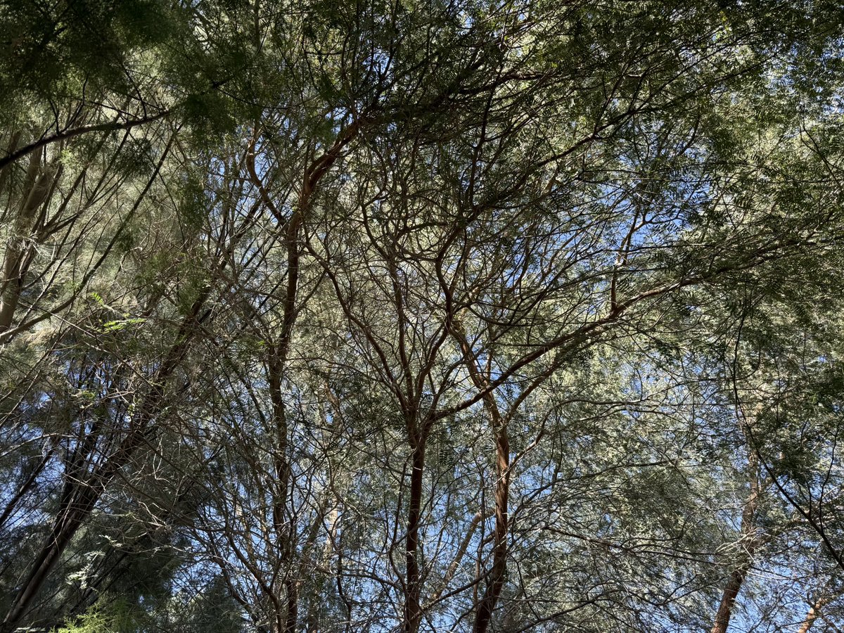 2ignari's tweet image. a brush of the knee, a touch of the elbow, a shared look, it all just kind of accrues, like a snowball running down a hill, until it becomes obvious, until the snowball becomes an avalanche. 

📍 al ain, uae #archivetwt #traveltwt