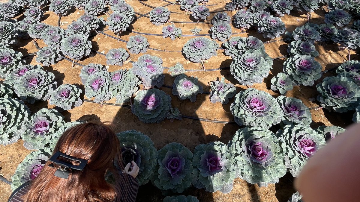 2ignari's tweet image. a brush of the knee, a touch of the elbow, a shared look, it all just kind of accrues, like a snowball running down a hill, until it becomes obvious, until the snowball becomes an avalanche. 

📍 al ain, uae #archivetwt #traveltwt