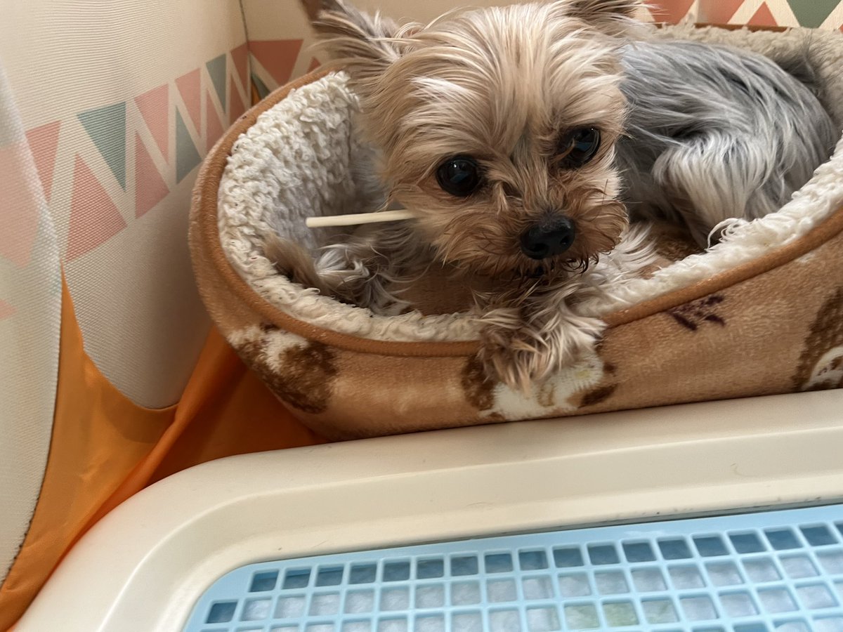 ヨークシャテリア