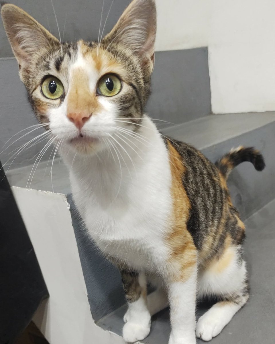 GATITA EN ADOPCIÓN EN BANFIELD
Gatita de menos de un año, castrada, en adopción responsable.
Contacto  1138603953

#GatitosenadopciondefansZONASUR