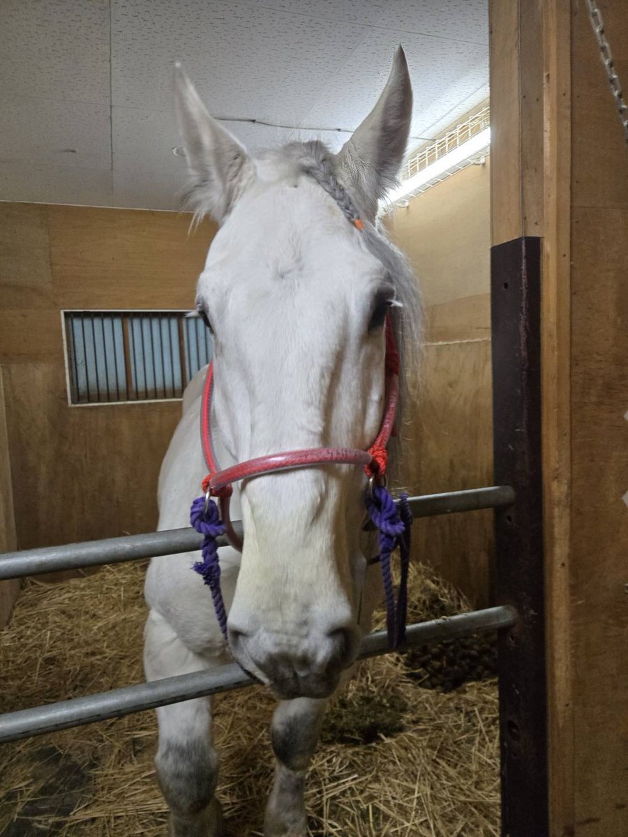 ばんえい十勝 tweet media