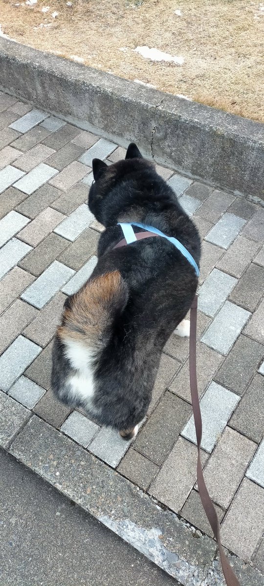 おかしいなあ 今日もいないなあ