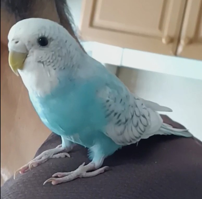 このままフィギュアとして飾りたい可愛さだわっ！