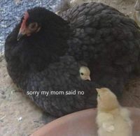 Cool Cat Society (@coolcatsociety) on Twitter photo 