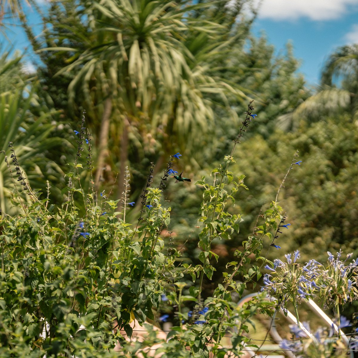 Колибри — птица мелкого калибра