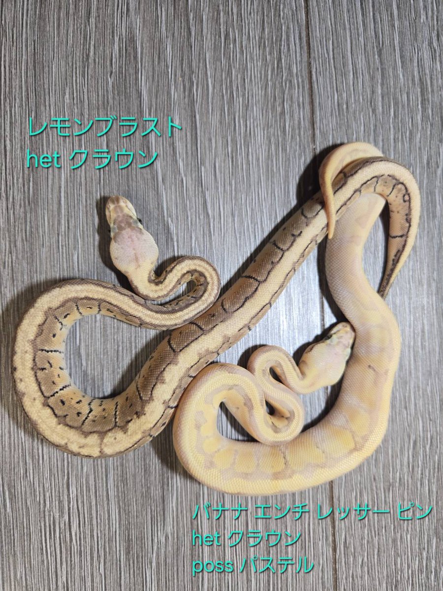 ももれおん😺 (@momoleon2357) / Posts / X