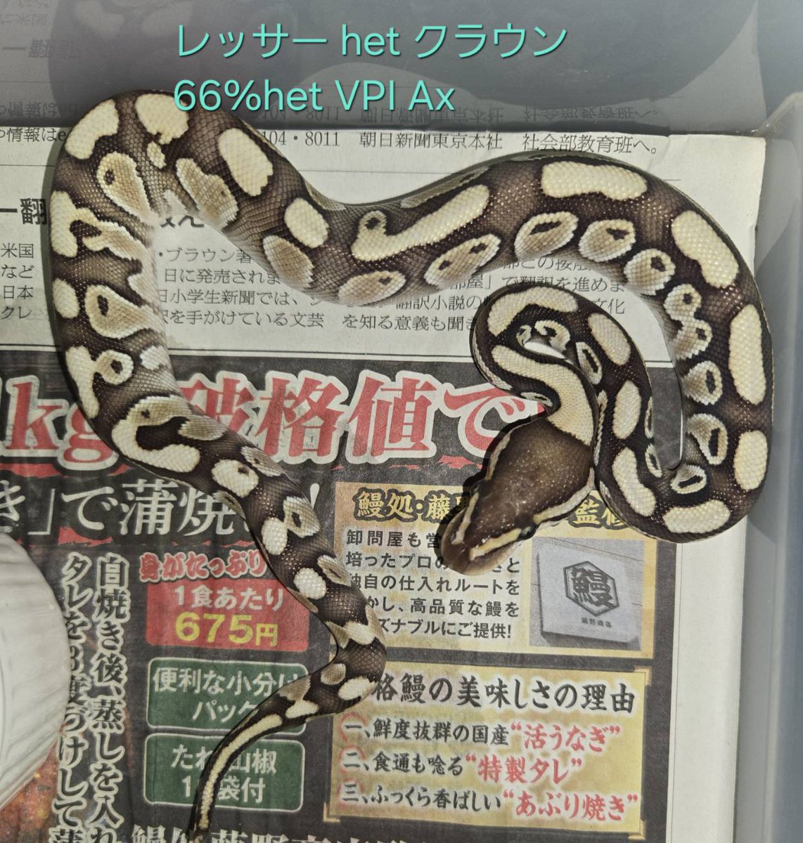 ももれおん😺 (@momoleon2357) / Posts / X