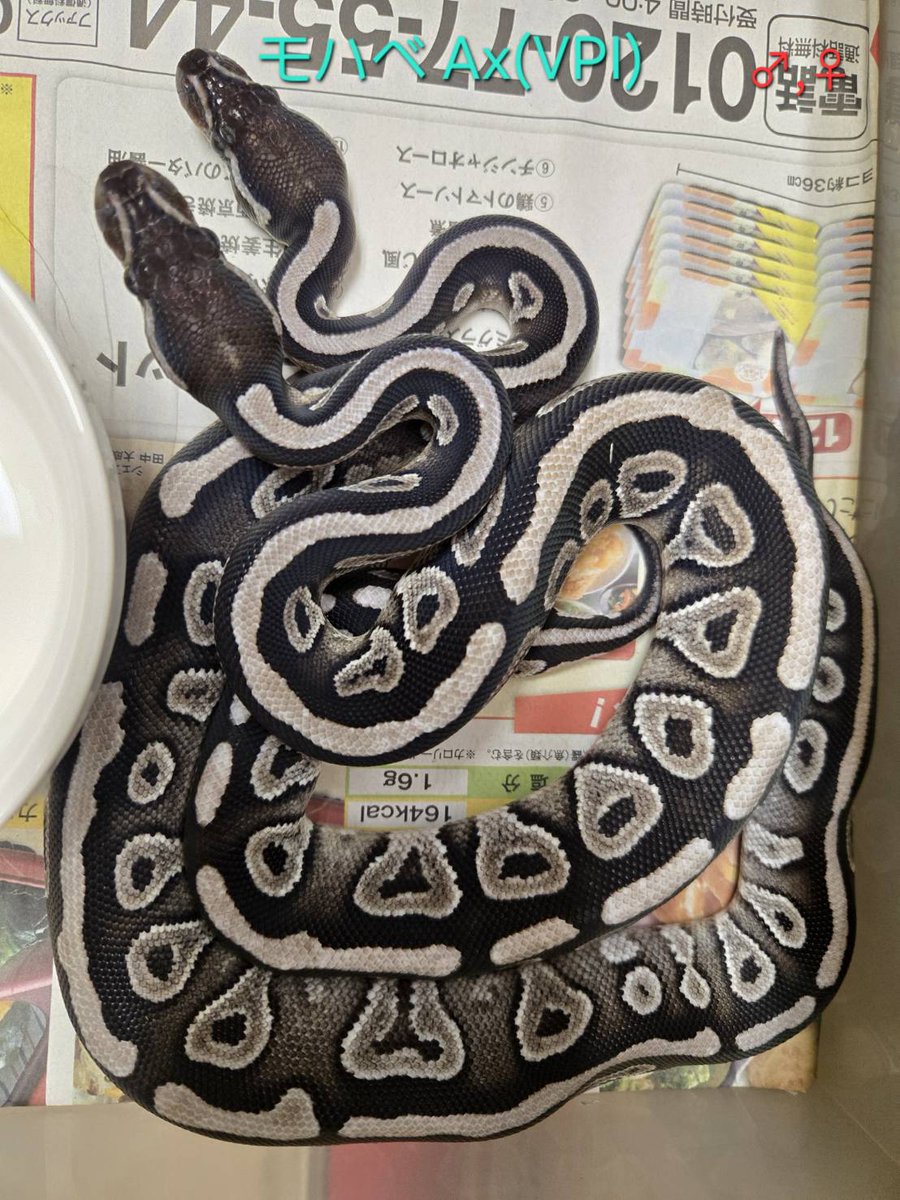 ももれおん😺 (@momoleon2357) / Posts / X