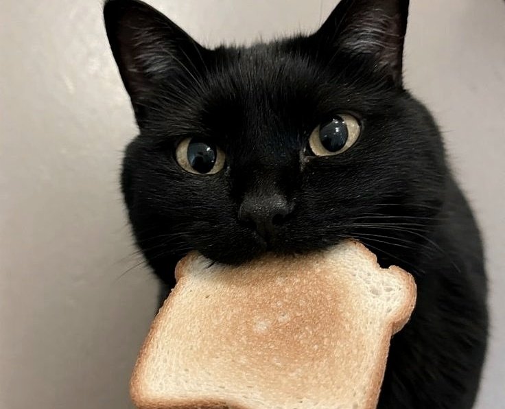 gh0stfacy's tweet photo. Miaussss | Mini #sopeau

Em uma certa manhã, Matilda começa a soltar muitas bolas de pelo, fazendo Hoseok vagar pelo condomínio atrás de grama (do mesmo jeito que acordou).

O mesmo só não esperava que encontraria o seu vizinho, Min Yoongi, daquele jeito. https://t.co/pWt1l9NGXR