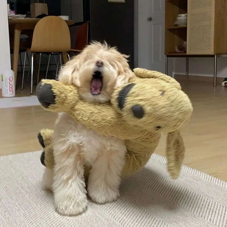 puppies_video's tweet photo. https://t.co/w22HH7zau9