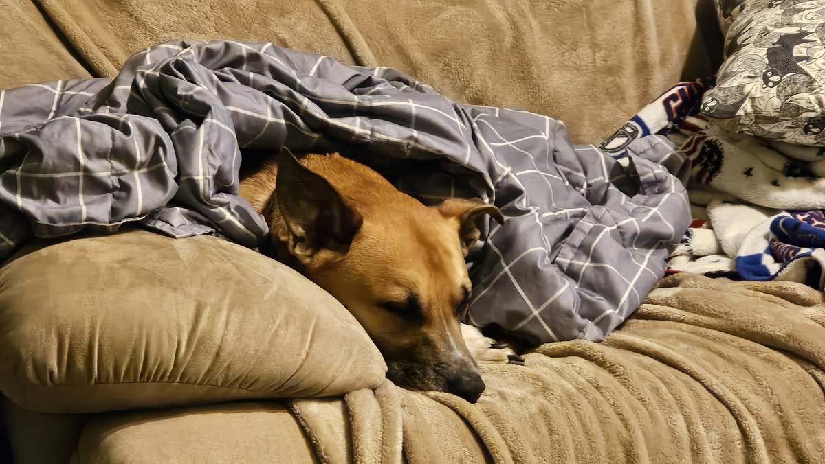 drnik46's tweet image. Unbothered. #DailyRio