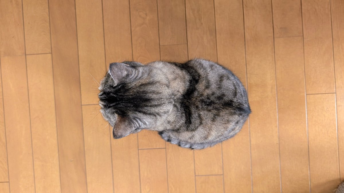 ねこさん⚡(ΦωΦ) (@catnap707) / Posts / X