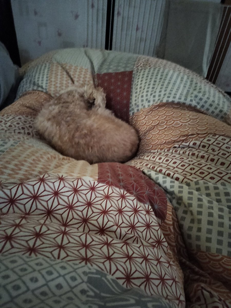 ふっこ🐟🐯 tweet media