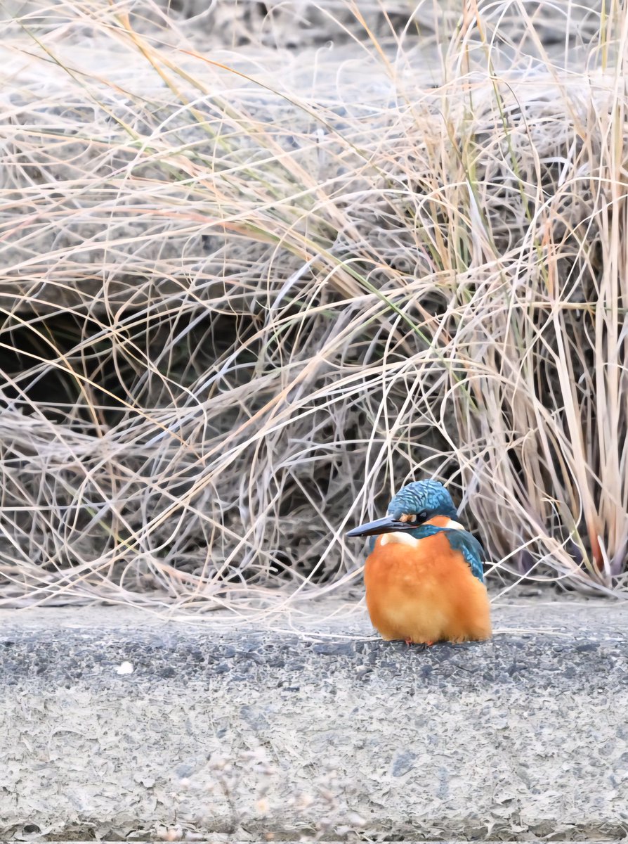 おはようございます😇 本日も宜しくお願い致します🐤 カメラ:NikonZ8