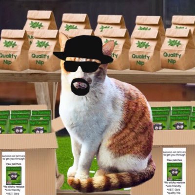 A throwback to a couple years ago. 
Meow my name - Schrodinger! 
#NippingBad 
#Hedgewatch #FIVCatsClub #Nipfest