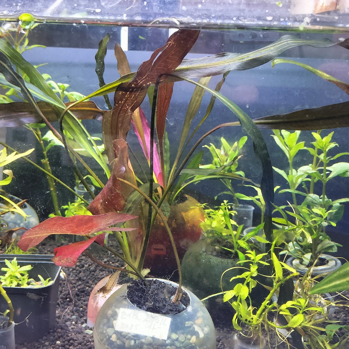 エキノドルスホレマニーブラッドレッドとスーパーレッドが年末に揃った