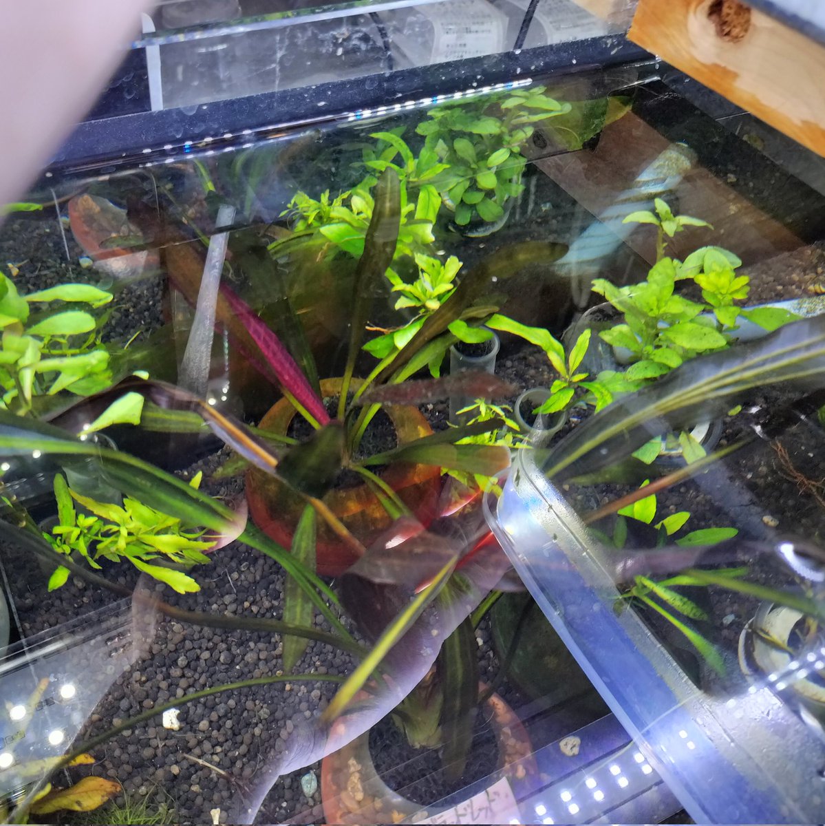 エキノドルスホレマニーブラッドレッドとスーパーレッドが年末に揃った