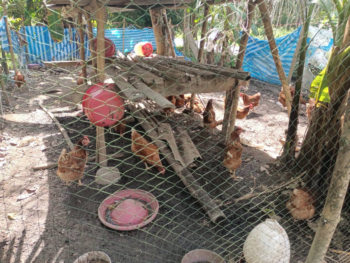 ฉก.ทพ.22 โดย ร้อย.ทพ.2204 จัดกำลังพลชุดปฏิบัติการกิจการพลเรือน เข้าพบปะประชาชนในพื้นที่ เพื่อพูดคุยพัฒนาสัมพันธ์ พร้อมทั้งอุดหนุนผลผลิตจากเกษตรกรผู้เลี้ยงไก่ไข่ และเป็นการช่วยเหลือบรรเทาความเดือดร้อนให้กับประชาชน กลุ่มเกษตรกรรายย่อย ณ ม.4 บ.ต้นมะขาม ต.เมาะมาวี อ.ยะรัง จ.ปัตตานี