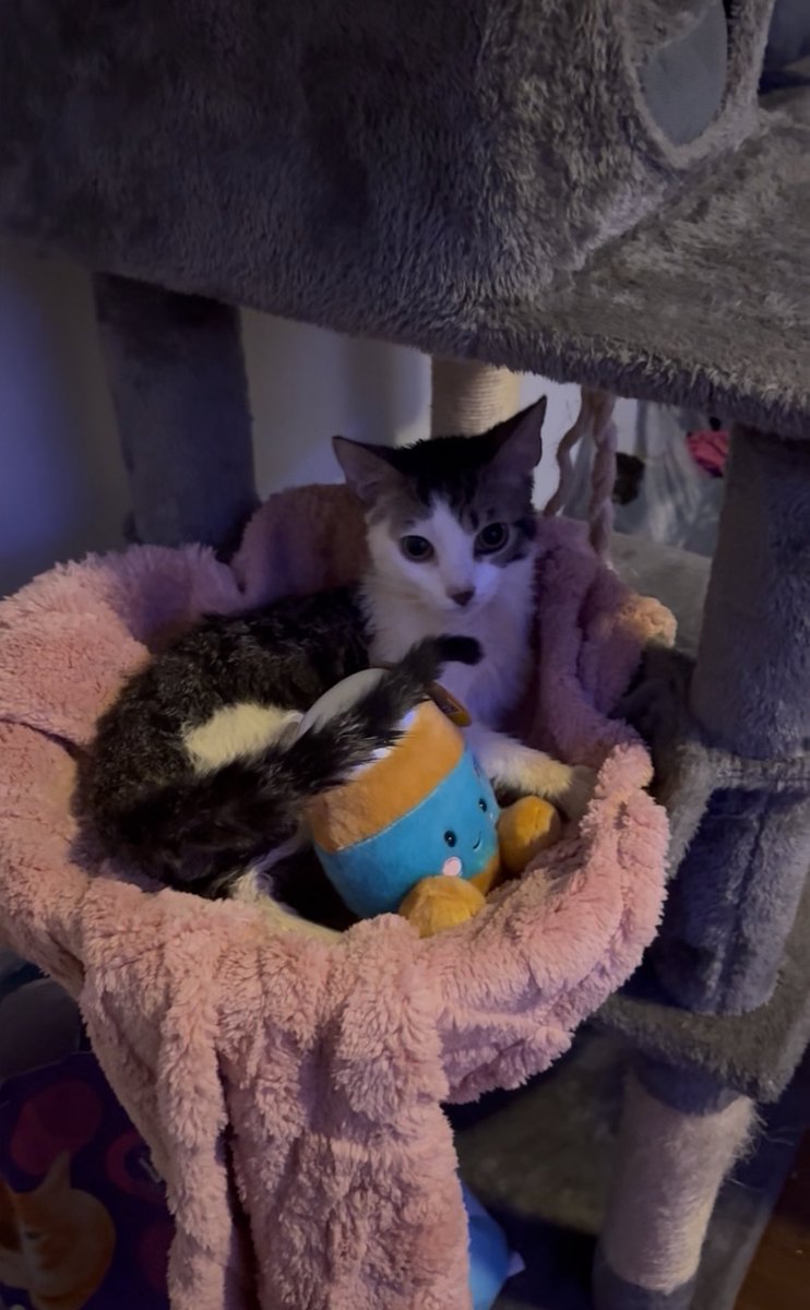 Fortnite🐾 tweet media