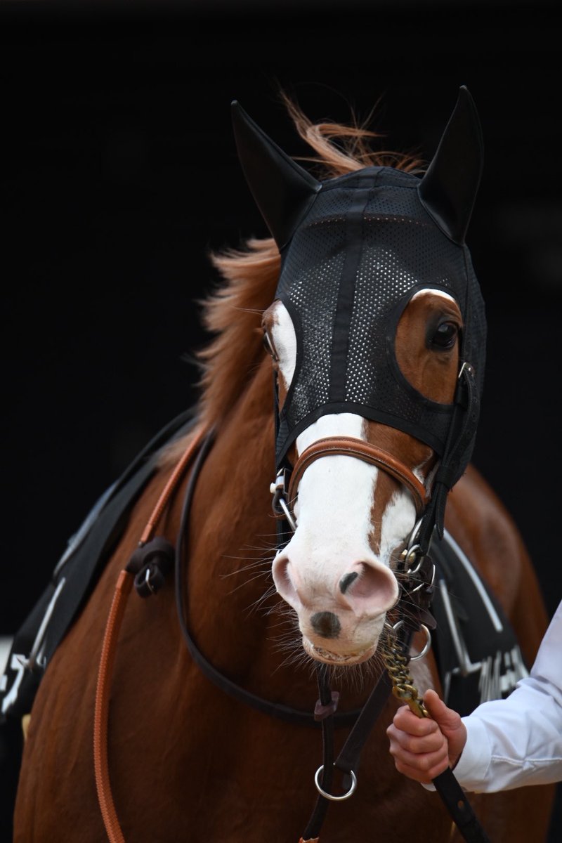 オルフェーヴル　鬣 オルフェーヴル鬣