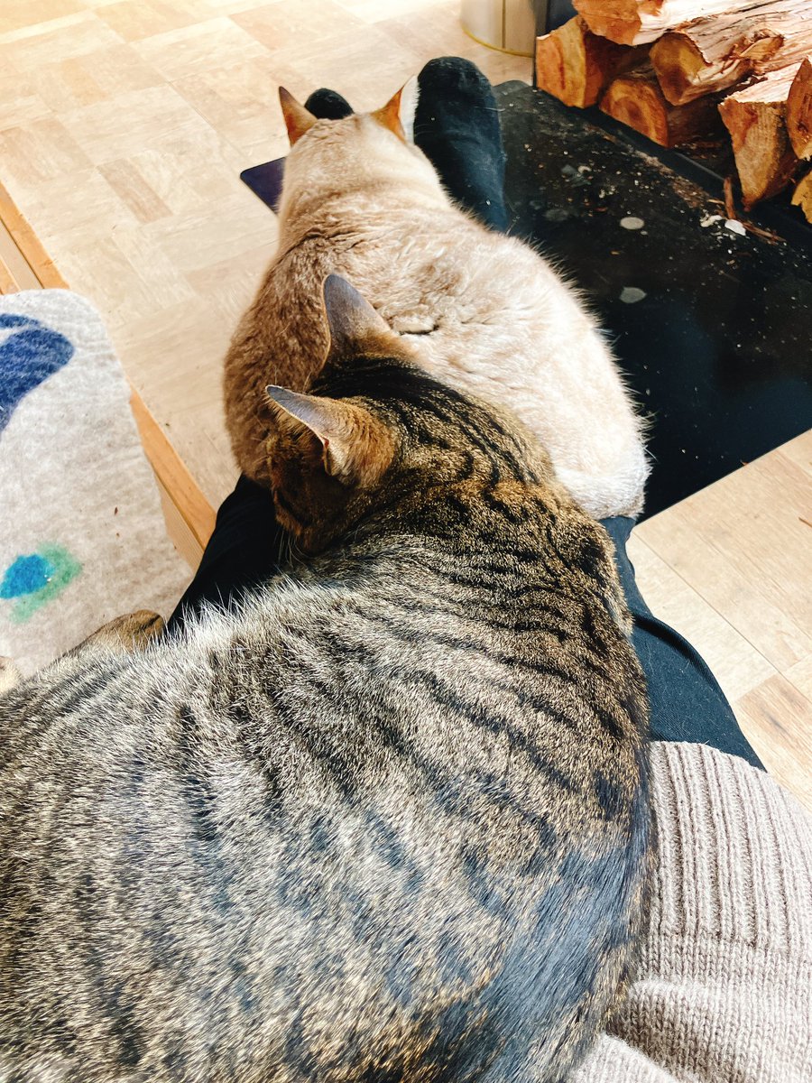 お客さまが帰って甘えたモード
#猫 #猫のいる暮らし